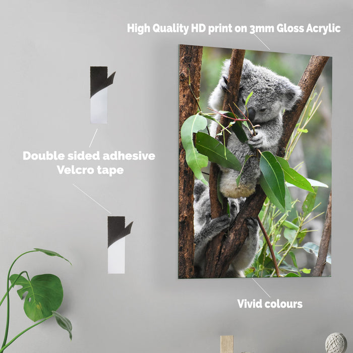 Koala - Acrylic Wall Art Poster Print
