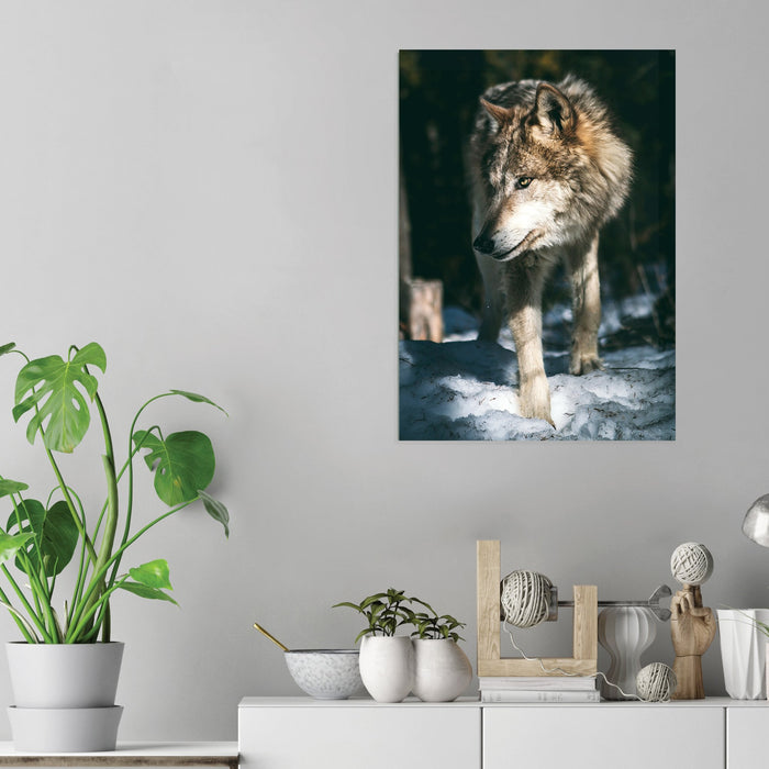 Snow Wolf - Acrylic Wall Art Poster Print