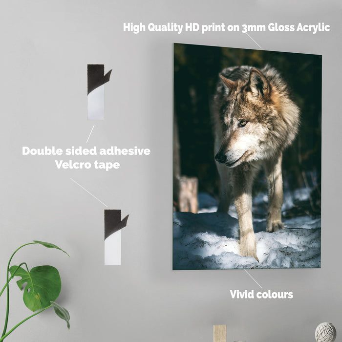 Snow Wolf - Acrylic Wall Art Poster Print