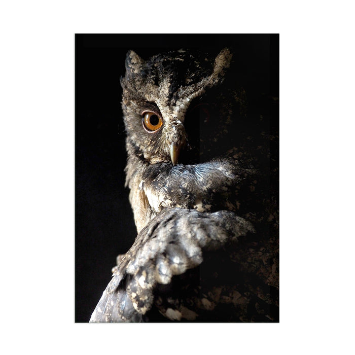 Owl - Acrylic Wall Art Poster Print