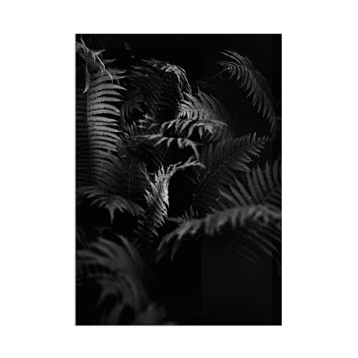 Black White Fern - Acrylic Wall Art Poster Print